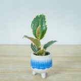 fikus-elastica-tineke-baby-ficus