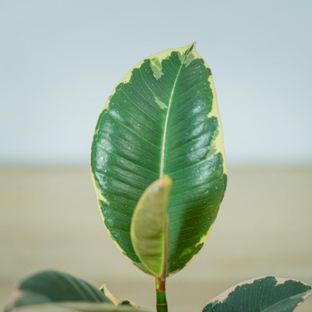 fikus-elastica-tineke-baby-ficus (2) fikus-elastica-tineke-baby-ficus