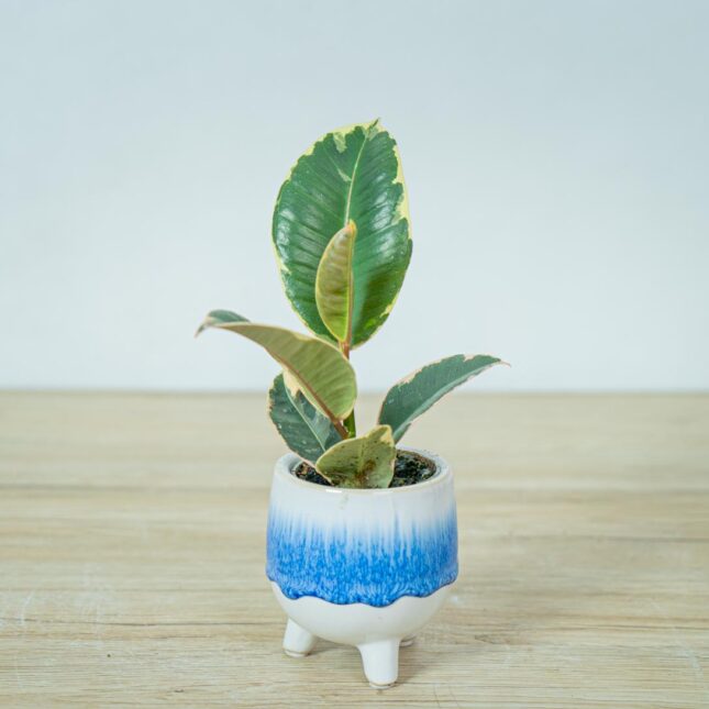 fikus-elastica-tineke-baby-ficus fikus-elastica-tineke-baby-ficus