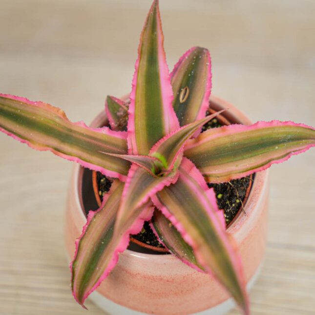 Mała Szklarnia skrytokwiat-cryptanthus-bivittatus