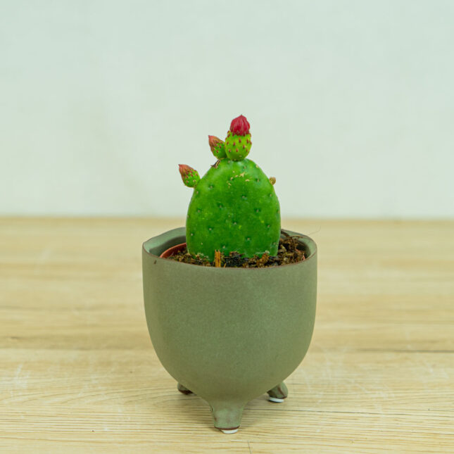 opuncja-figowa-opuntia-ficus-indica