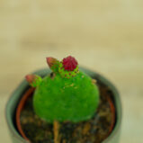 opuncja-figowa-opuntia-ficus-indica