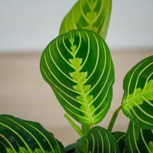 maranta-lemon-lime