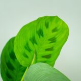 maranta-leuconeura-kerchoveana