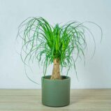 nolina-drzewko-beaucarnea-recurvata