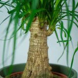nolina-drzewko-beaucarnea-recurvata