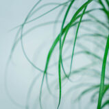 nolina-drzewko-beaucarnea-recurvata