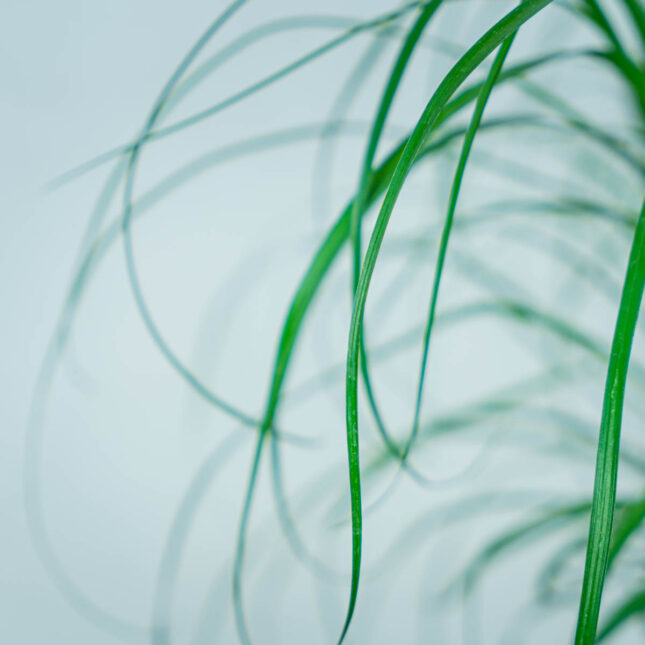 nolina-drzewko-beaucarnea-recurvata (3) nolina-drzewko-beaucarnea-recurvata