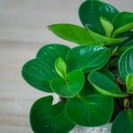 peperomia-obtusifolia-red-canyon