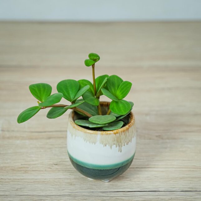 peperomia-tetraphylla-hope-baby
