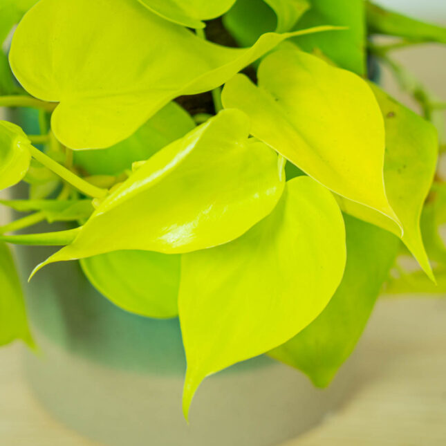 philodendron-scandens-lemon-lime (2) philodendron-scandens-lemon-lime