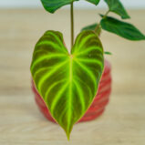 philodendron-verrucosum-baby