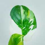 philodendron-white-wizard