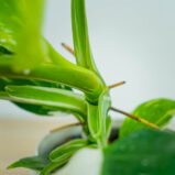 philodendron-white-wizard