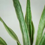 sansevieria-aubrytiana-metallica