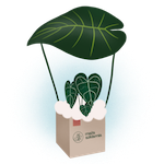 Zdjęcie placeholder