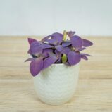 trzykrotka-fioletowe-serce-tradescantia-pallida-purpurea