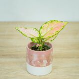 aglaonema-geely-red-baby