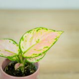 aglaonema-geely-red-baby