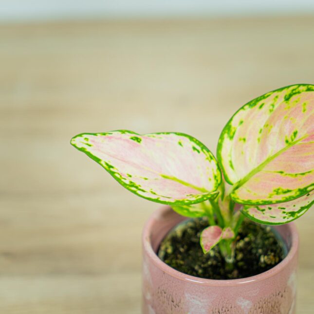 aglaonema-geely-red-baby (3) aglaonema-geely-red-baby