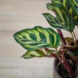 calathea-makoyana