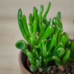 crassula-ovata-gollum-grubosz