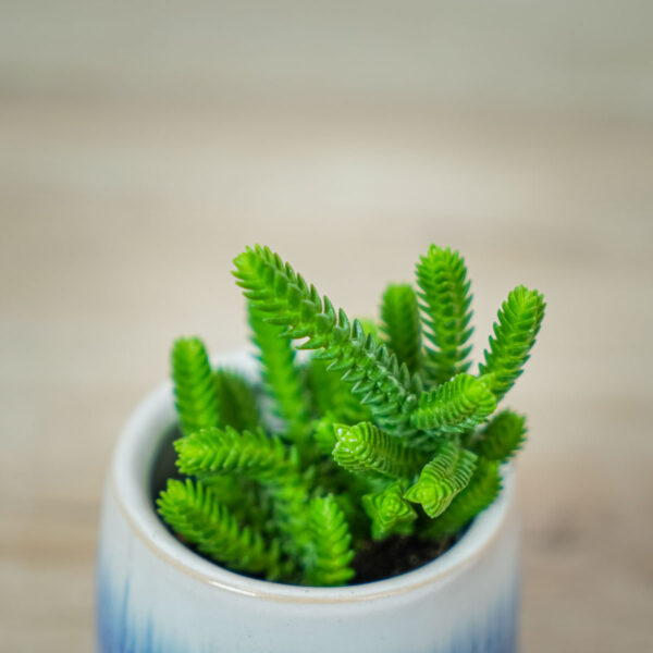 grubosz-widlakowaty-crassula-muscosa-baby-lycopodioides (2) grubosz-widlakowaty-crassula-muscosa-baby-lycopodioides