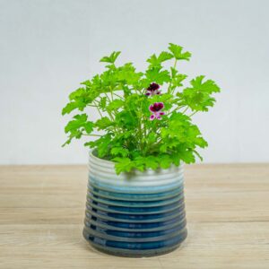 geranium-citrynum-anginka-pelargonium-crispum