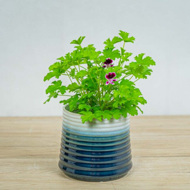Mała Szklarnia geranium-citrynum-anginka-pelargonium-crispum