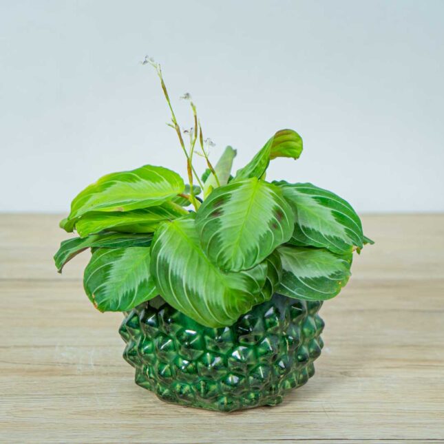 maranta-silver-band maranta-silver-band