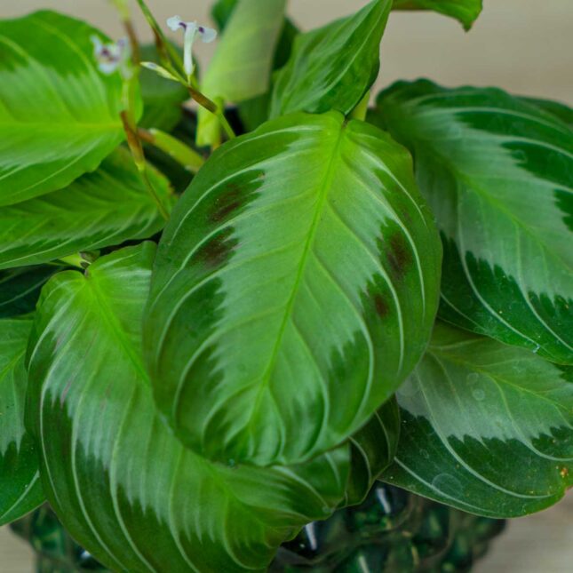 maranta-silver-band (2) maranta-silver-band