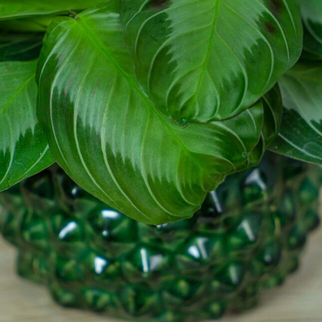 maranta-silver-band (4) maranta-silver-band