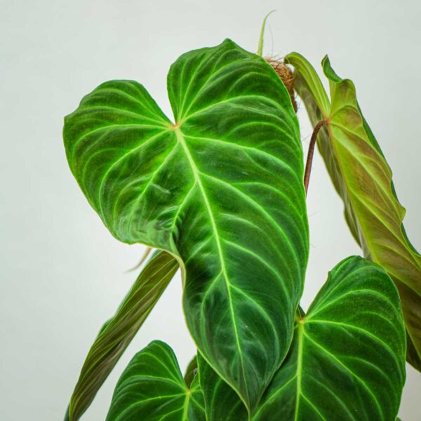philodendron-splendid (2) philodendron-splendid