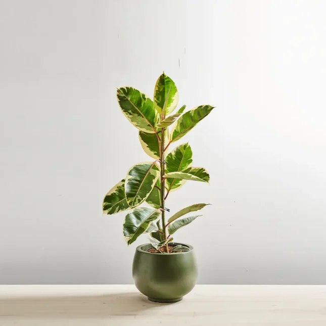 MS131k_0421_MS13 425 Fikus elastica tineke (ficus)