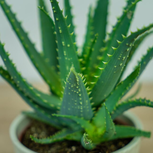 aloes-drzewiasty-aloe-arborescens (2) aloes-drzewiasty-aloe-arborescens