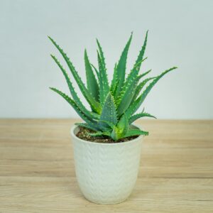 aloes-drzewiasty-aloe-arborescens