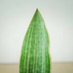 sansevieria-aubrytiana-metallica