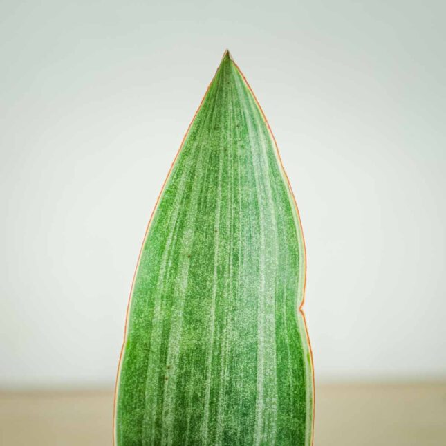 sansevieria-aubrytiana-metallica (2) sansevieria-aubrytiana-metallica