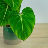 philodendron-gloriosum
