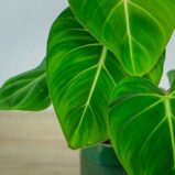 philodendron-gloriosum