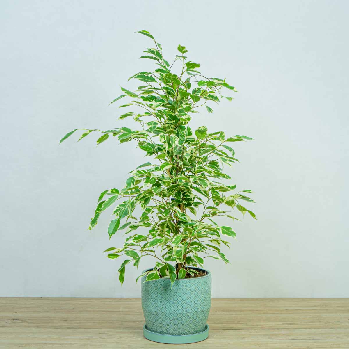 fikus benjamina 