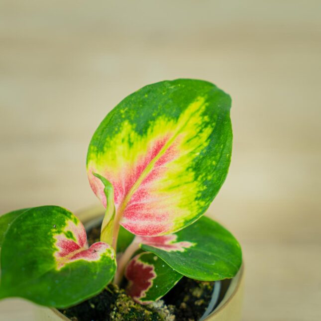 aglaonema-china-red-baby (2) aglaonema-china-red-baby