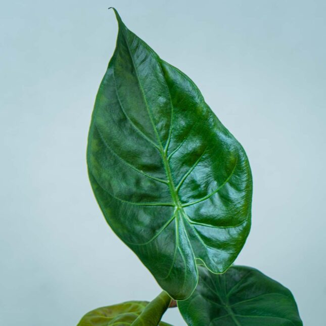 alokazja-wentii-alocasia (2) alokazja-wentii-alocasia