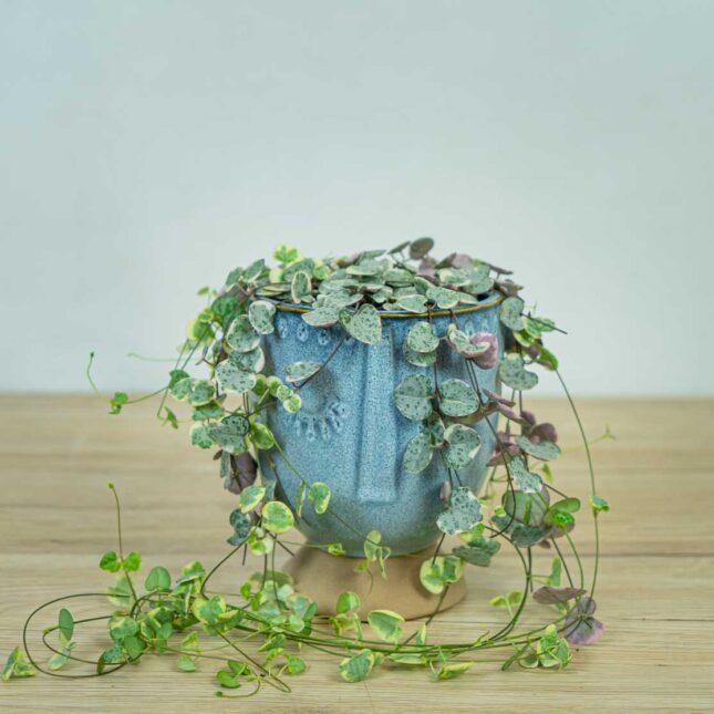 ceropegia-woodii-variegata