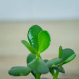 crassula-ovata-minor-drzewo-szczescia-baby-grubosz
