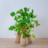 epipremnum-pinnatum-global-green