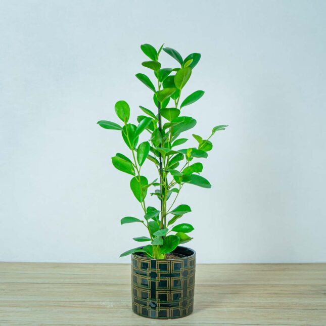 fikus-microcarpa-moclame-ficus fikus-microcarpa-moclame-ficus