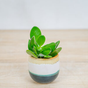 crassula-ovata-minor-drzewo-szczescia-baby-grubosz