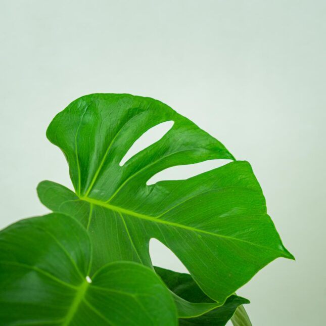 monstera-deliciosa (5) monstera-deliciosa