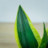 sansevieria-trifasciata-black-gold